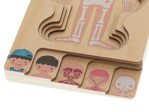 Puzzle drewniane warstwowe budowa ciała montessori chłopiec Puzzle drewniane warstwowe budowa ciała montessori chłopiec
