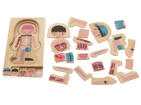 Puzzle drewniane warstwowe budowa ciała montessori chłopiec Puzzle drewniane warstwowe budowa ciała montessori chłopiec